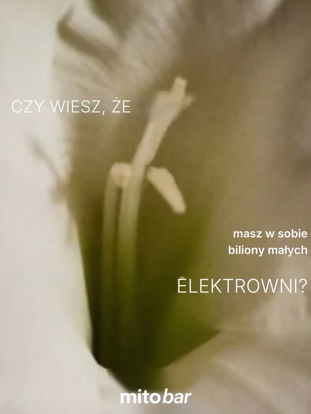 Każda komórka Twojego ciała ma własne źródło zasilania. To mitochondria – struktury, które przekształcają tlen i składniki odżywcze w energię (ATP).

Najwięcej mitochondriów mają komórki, które pracują najciężej: mięśnie, serce, komórka jajowa u kobiet i mózg. Dlatego to, jak działają, odczuwasz w sile, koncentracji i tempie regeneracji. Im mniej sprawnie pracują – przez wiek, stres, dietę czy słabe krążenie – tym mniej energii zostaje organizmowi na odbudowę.

#mitobar #mitochondria #mitofact #energia #regeneracjakomorkowa